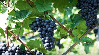 Healthy grapes