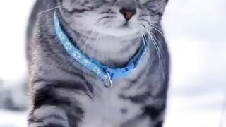 cat run in snow #cat