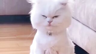 BEST Cat Fashion #cat
