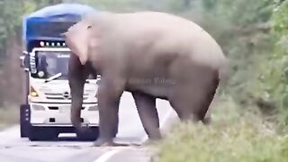 Pakistan police ka elephant