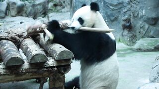Chinese panda