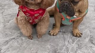 Funny dogs viral video 2