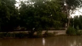 ایک فٹ سے بڑی چمگادڑ