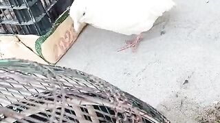 White near cage