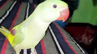 Red parrot beak