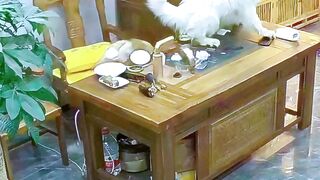 i like funny cat dog animals (70)
