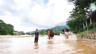 Love  Man vs Animal These Animals Reunited With Owners After Years !