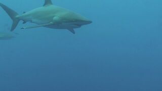 Requin