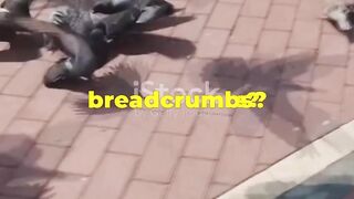 Pigeon Power: Unbelievable Facts!