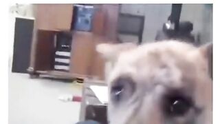 A talking Dog