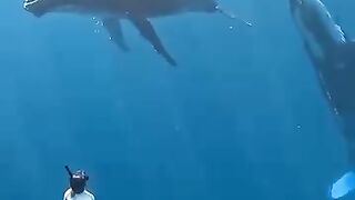 Ocean life 2