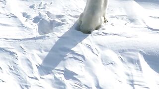 The bear searching food in ice
