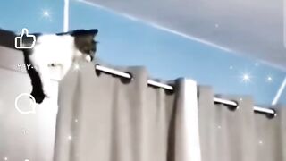 لما تجيب قطه من الشارع علشان تربيها