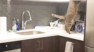 Cats Prank
