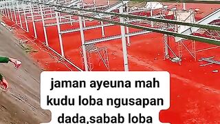 ayam broiler || kata kata lucu 129