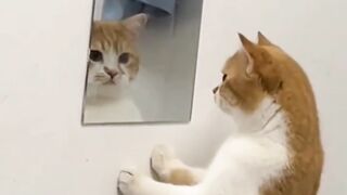 Funny cat 276