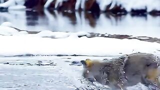 The cat try to catch fiah in the water