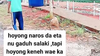 ayam broiler || kata kata lucu 132