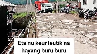ayam broiler || kata kata lucu 135