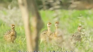 The hayna try to kill baby ostric