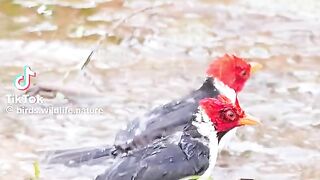 Nature masterpiece: Beautiful _birds _I _have _seen _this _year #Naturelovers#Birdlovers