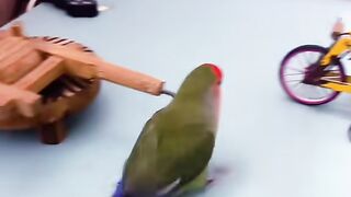 Parrot amazing circus performance circus short circus video short Amazing