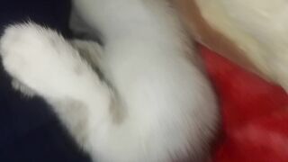 Cat crazy