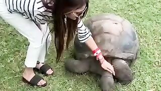 love turtle