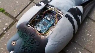 What_animal_is_this?