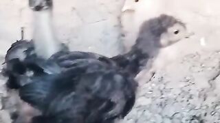 Aga jal Rahi hay