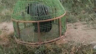 Green cage bird