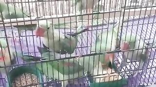 Red red parrot