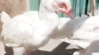 Q khaga ho