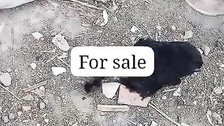 The price