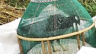 Green cage on the white chafar