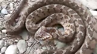 الافعى 2