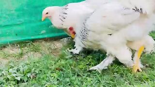 Beautiful brahma