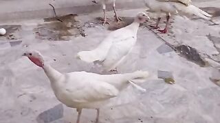 These white ll birds ll farsh