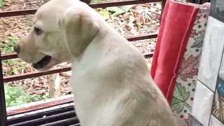 Cute dog enjoying rain