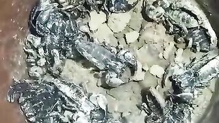 Scorpion 5