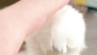 Baby Cat Cutie