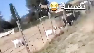 Funny ???????? 46
