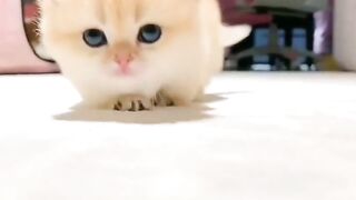 Little Cutie