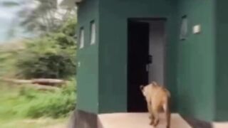 Unusual visitor