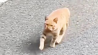 Very Cute Cat | Funny