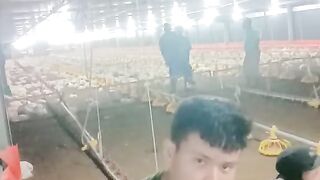 ayam broiler || kata kata lucu 138