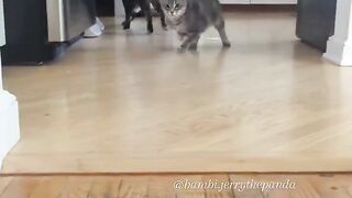 cat jumping out