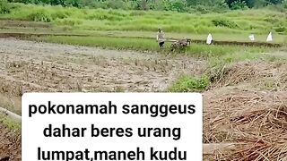 ayam broiler || kata kata lucu 142