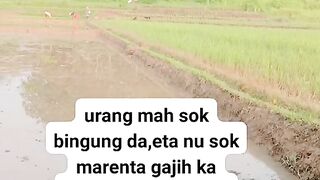 ayam broiler || kata kata lucu 144