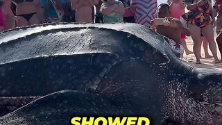 World's Biggest Turtle_????